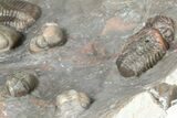 Cluster Of Colorful Austerops Trilobites - Jorf Morocco #362873-10